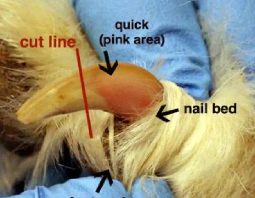 Nail trimming and filing image background image