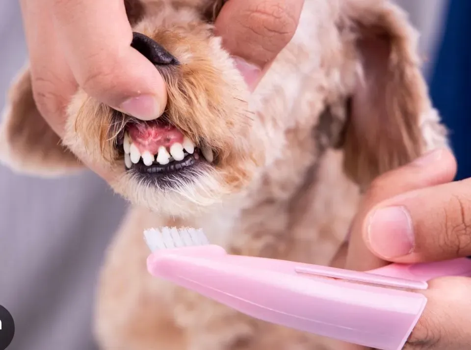 Teeth brushing image background image