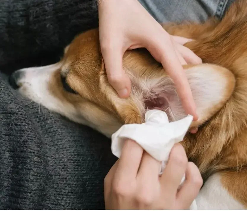 Ear cleaning and care image background image