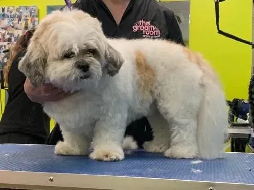Full grooming service image