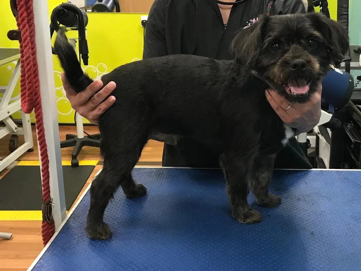 Mini grooming packages image
