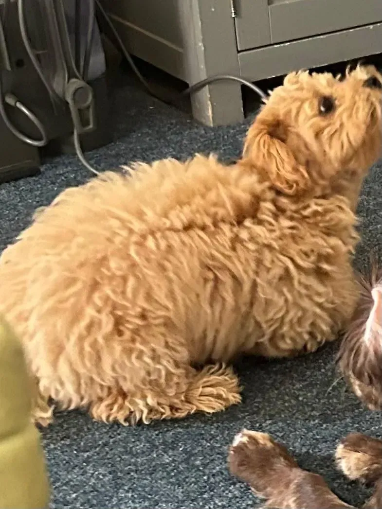 Dog washing and drying image