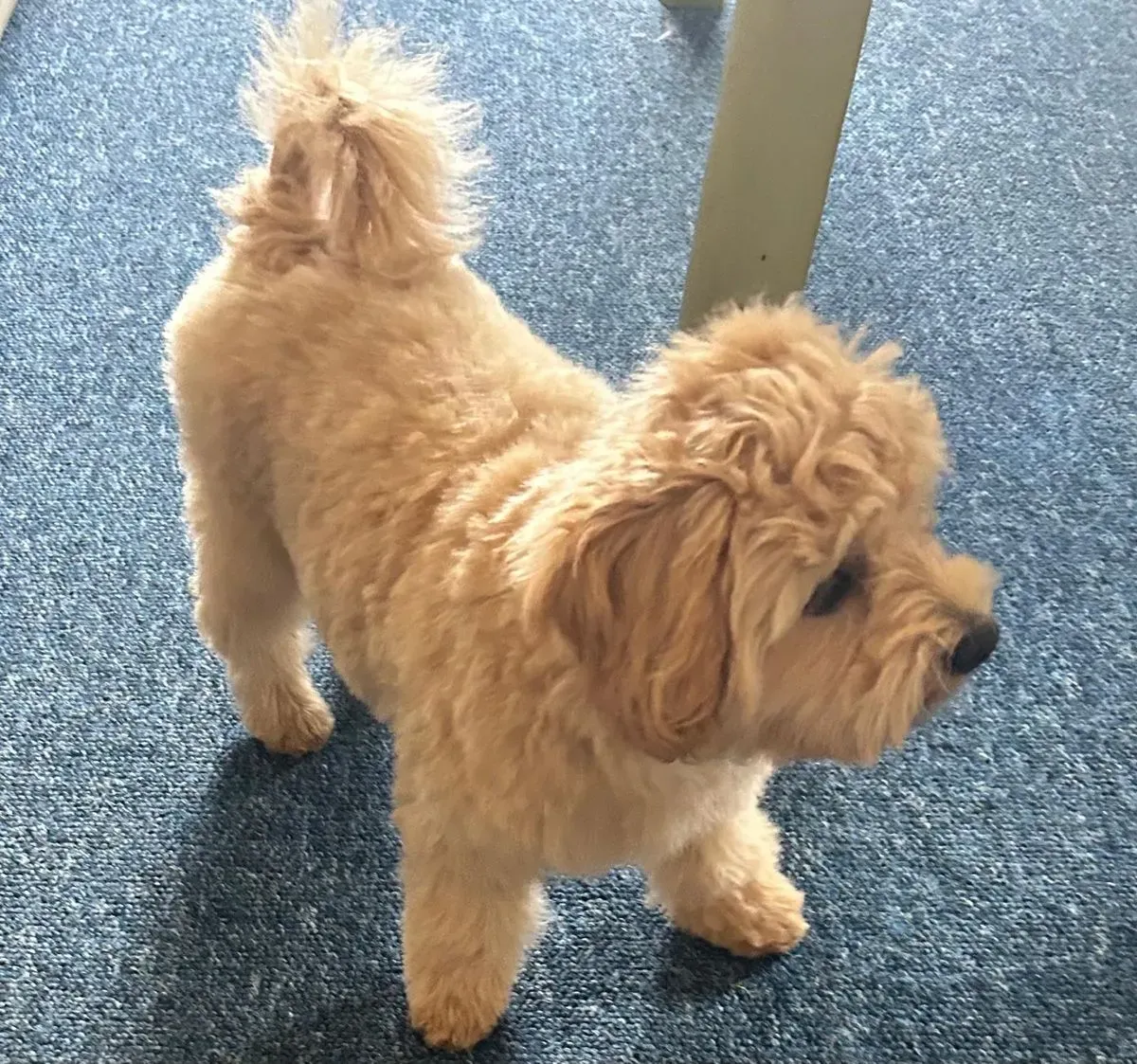 Puppy grooming sessions image