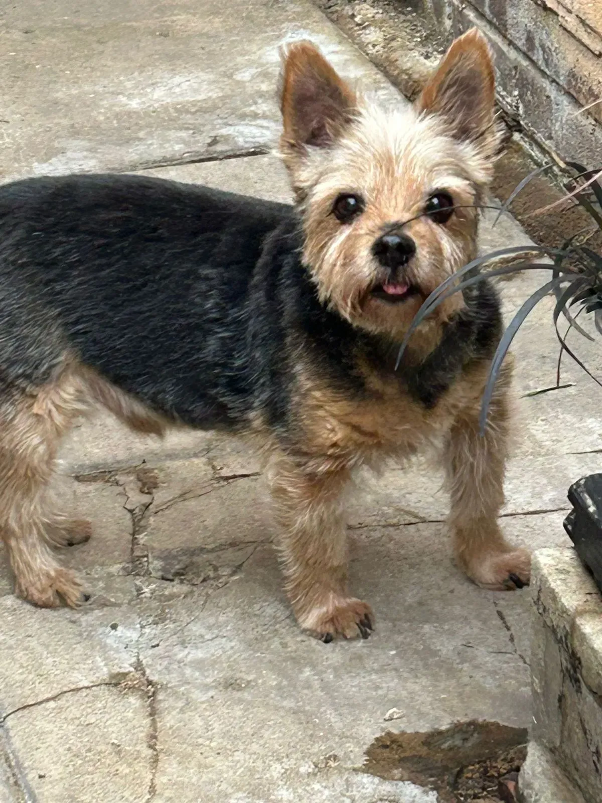 Specialised breed cuts image