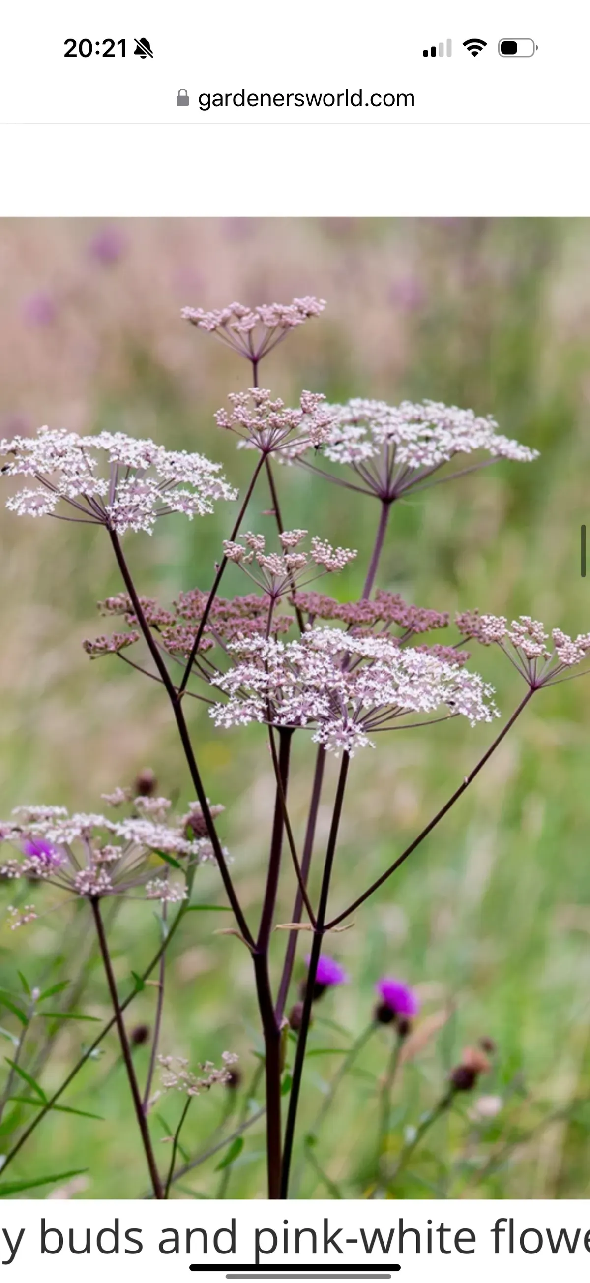 Community Farm image background image