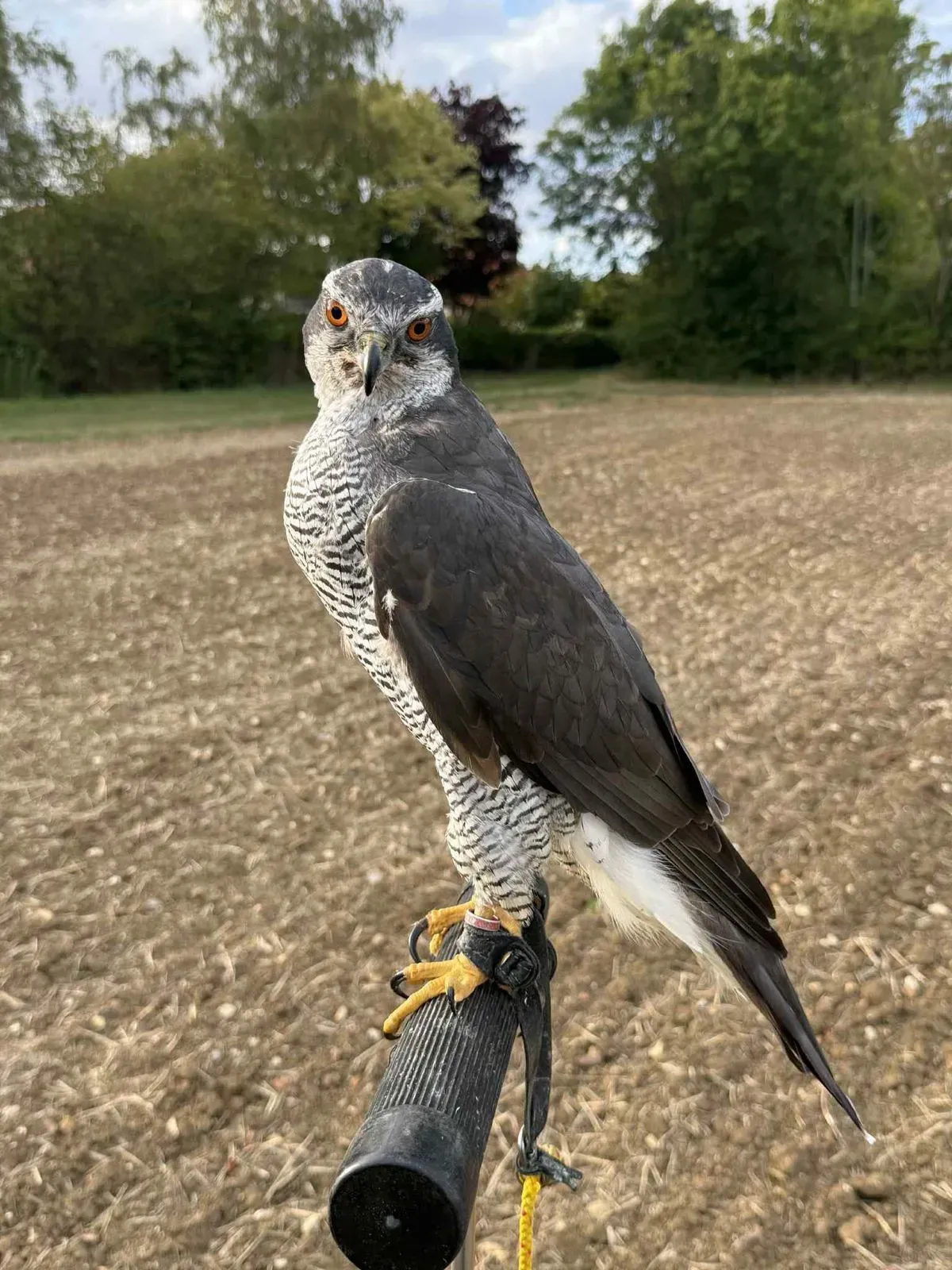 Descriptive text for the image