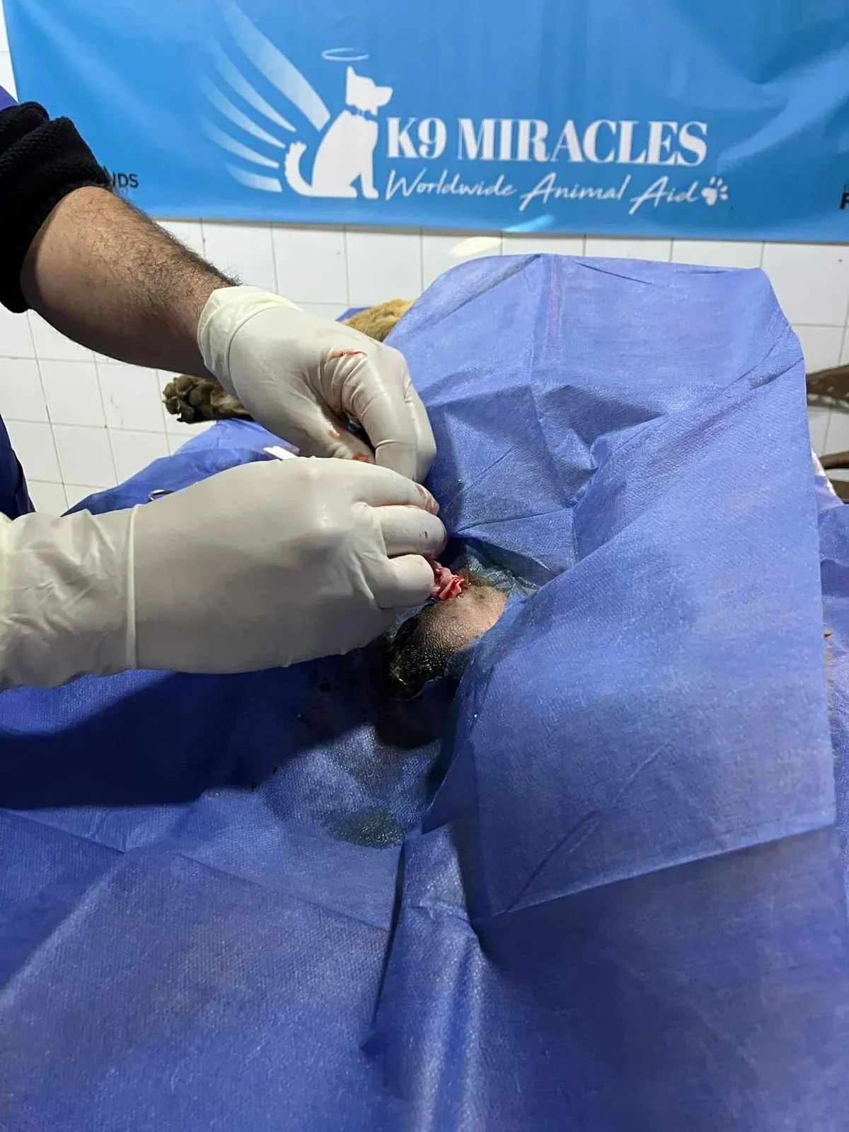 Veterinary care assistance image background image