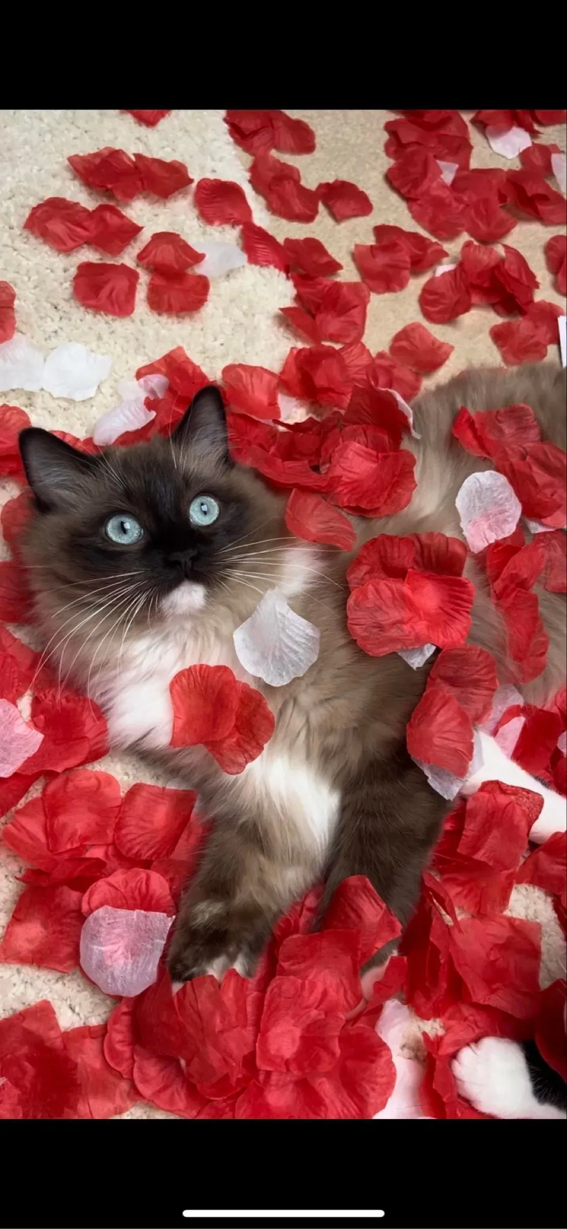 Cat Care Workshops image background image