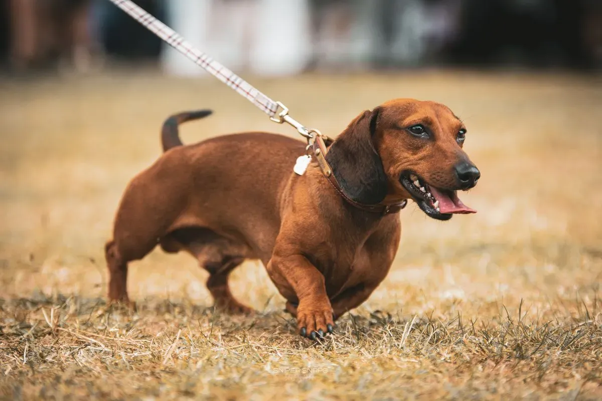 Pet Photography image background image