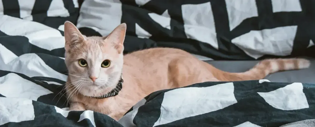 Descriptive text for the image