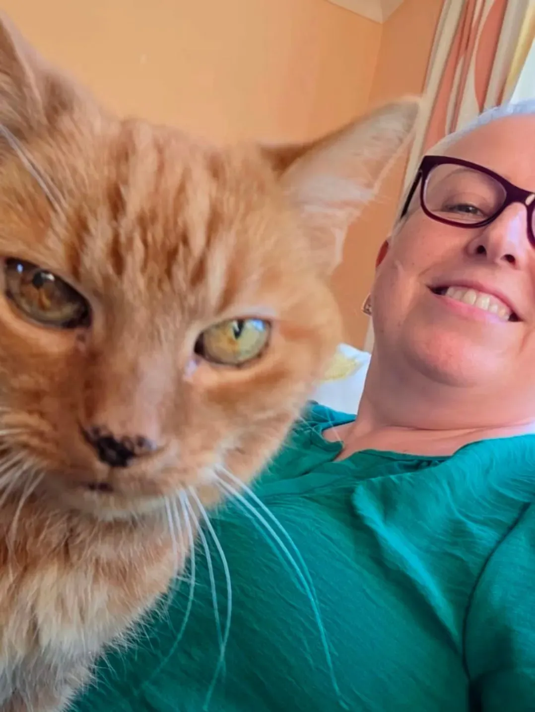 Cat Sitting image background image