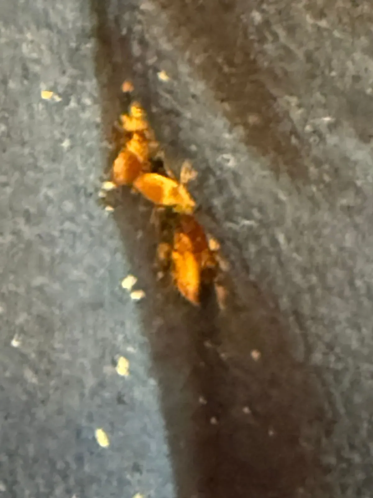 Bed Bug Treatment image background image