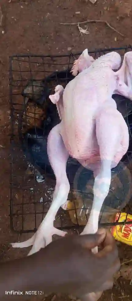 Poulets de chair - Chickens - Yaounde