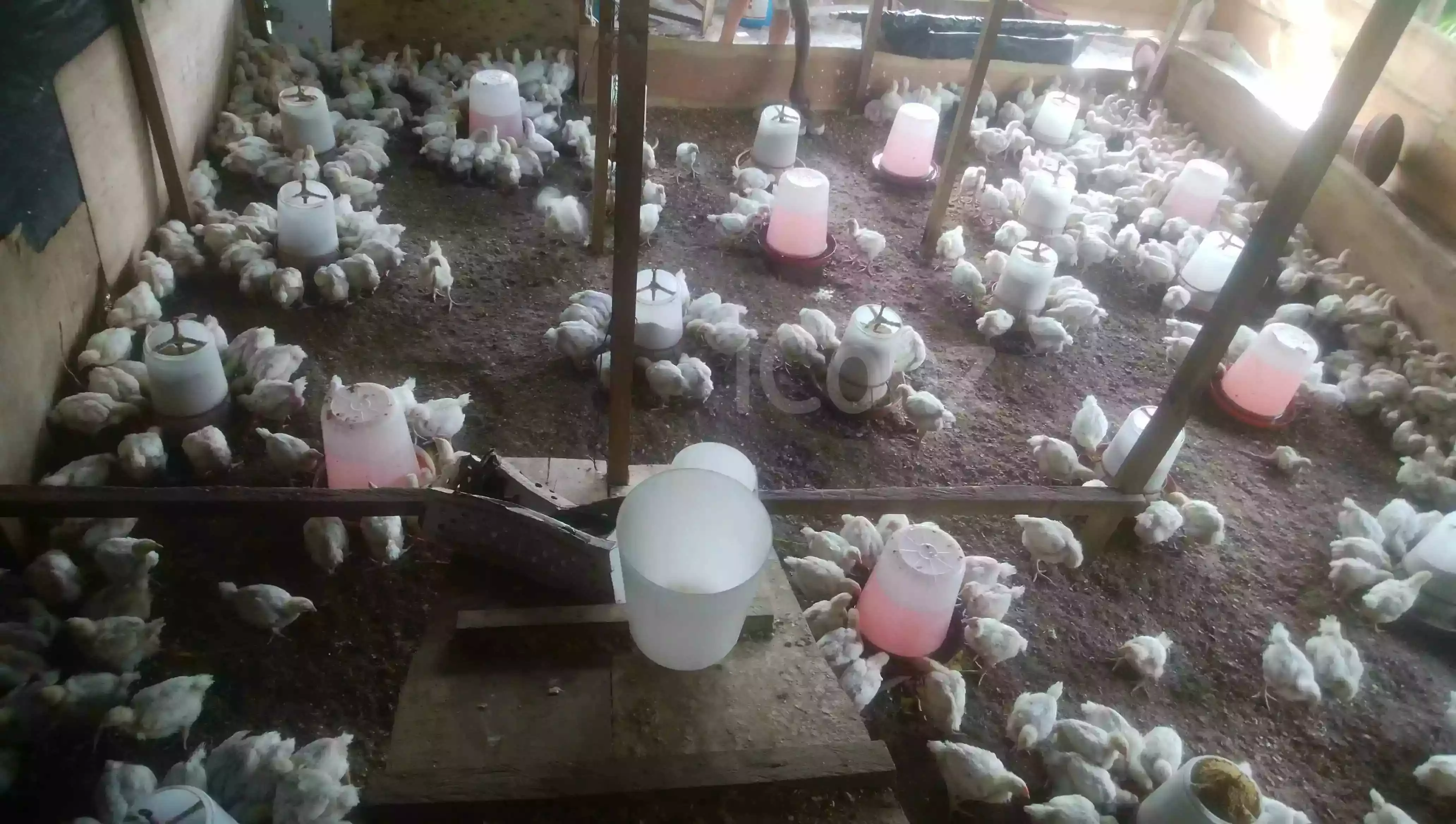 Poulet de chairs - Chickens - Yaounde 2