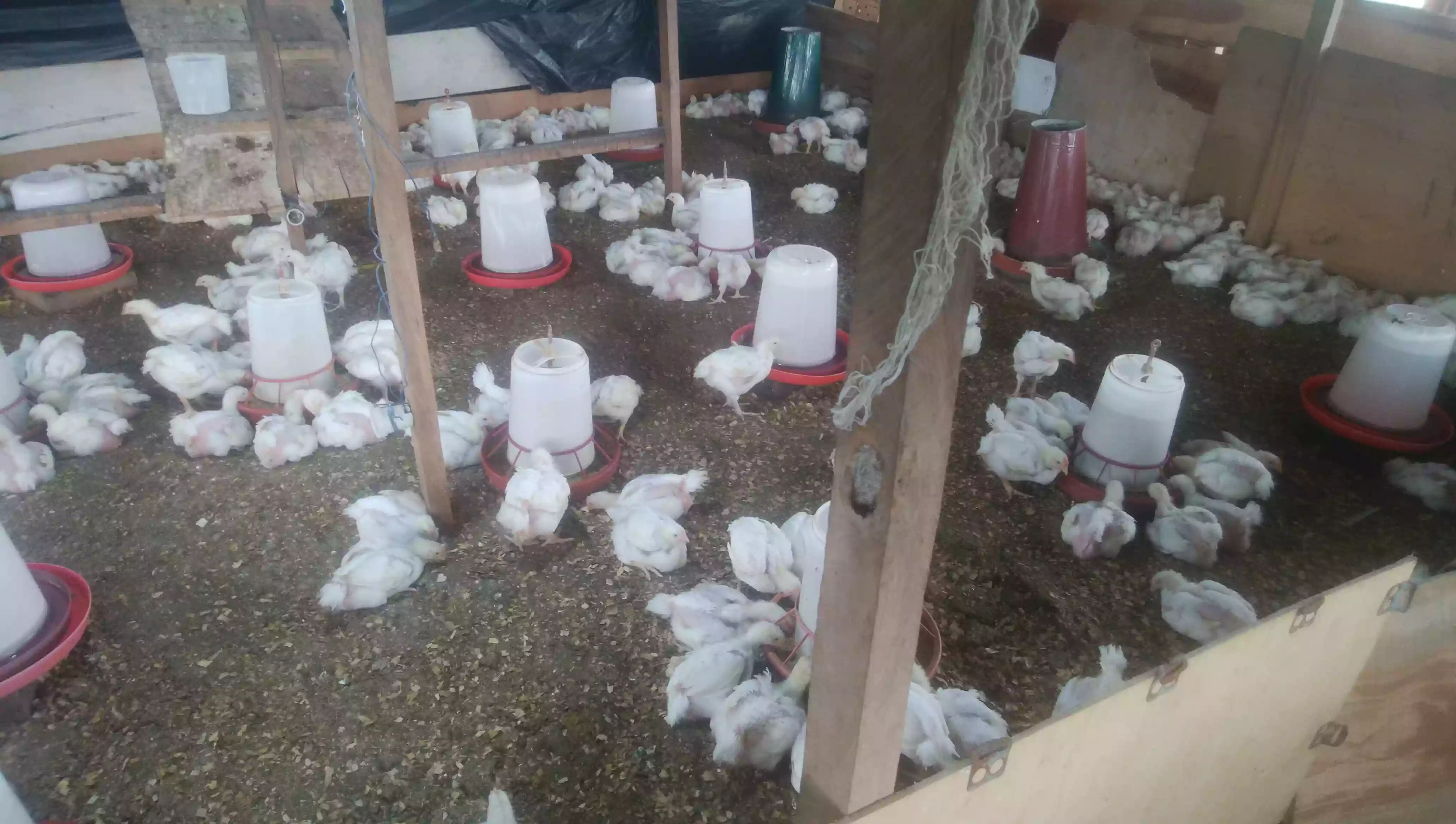 Poulet de chairs - Chickens - Yaounde 3