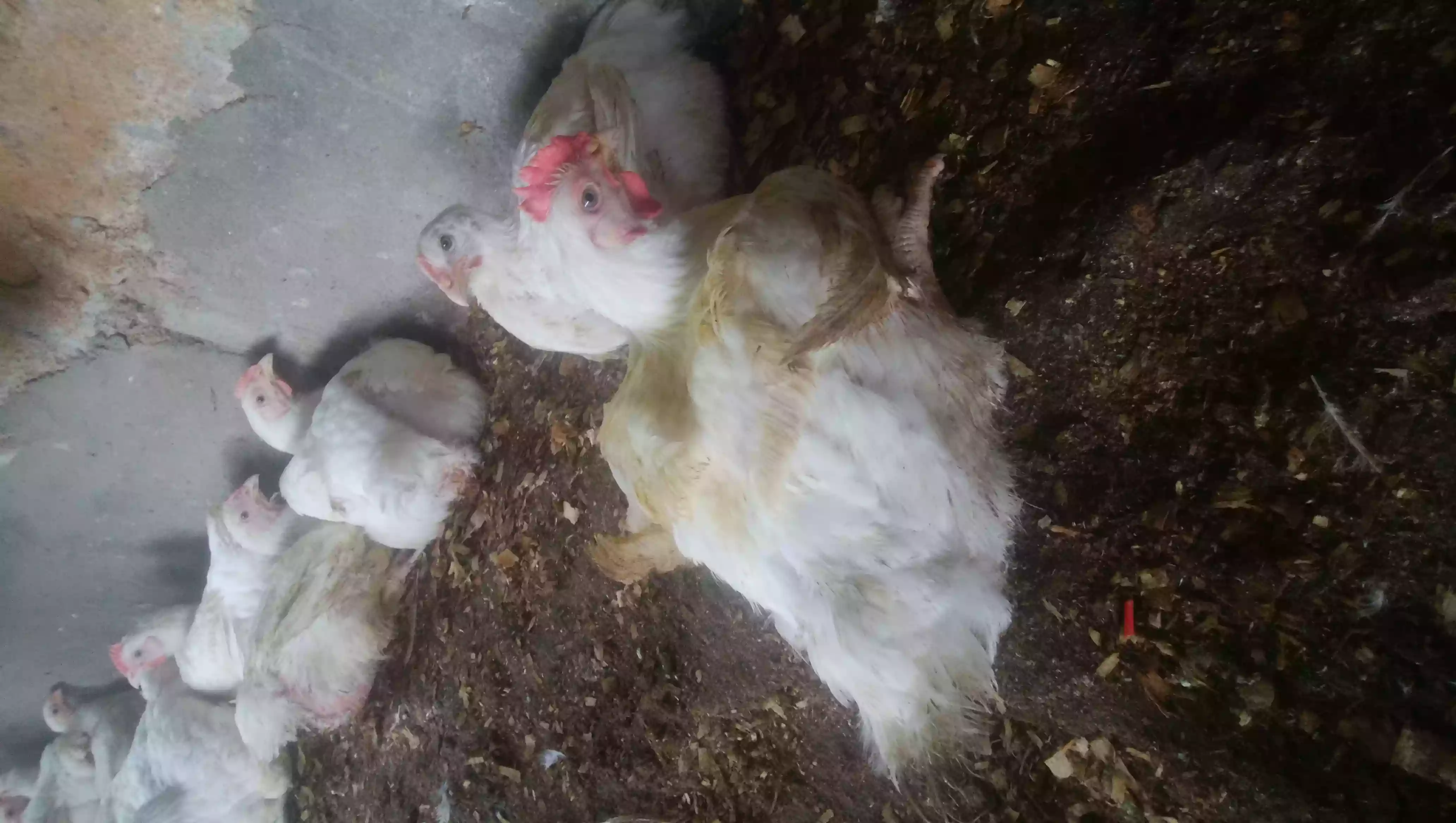 Poulet de chairs - Chickens - Yaounde 4