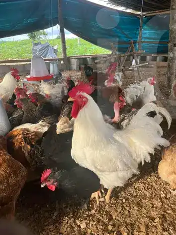 Bonjour où bonsoir - Chickens - Bafoussam 2