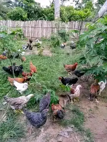 Bonjour où bonsoir - Chickens - Bafoussam 3