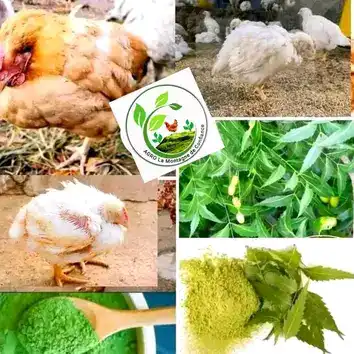 Bonjour où bonsoir - Chickens - Bafoussam 4