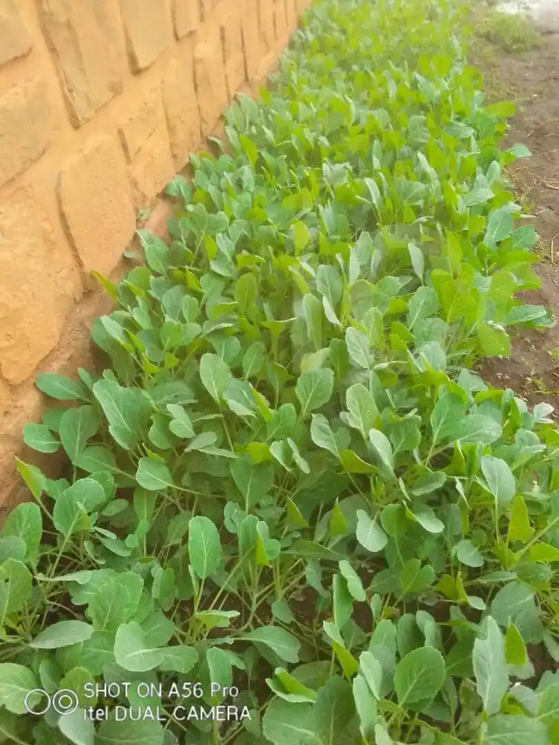 Vegetables , and chicken - Supplements - Bamenda 2