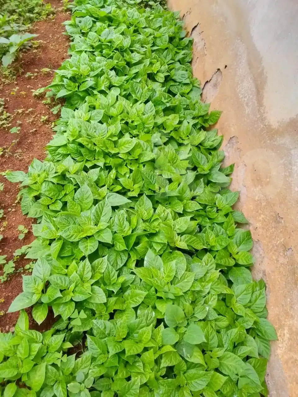 Vegetables , and chicken - Supplements - Bamenda 4