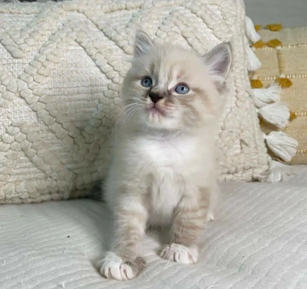 Kittens  - Male - Yaounde 2