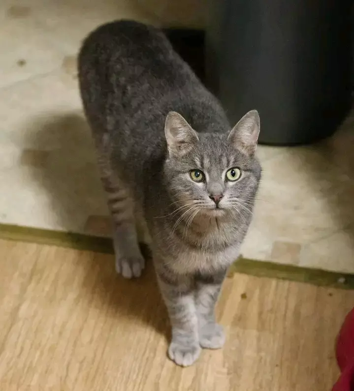 chatons pure - Female - Yaounde 3