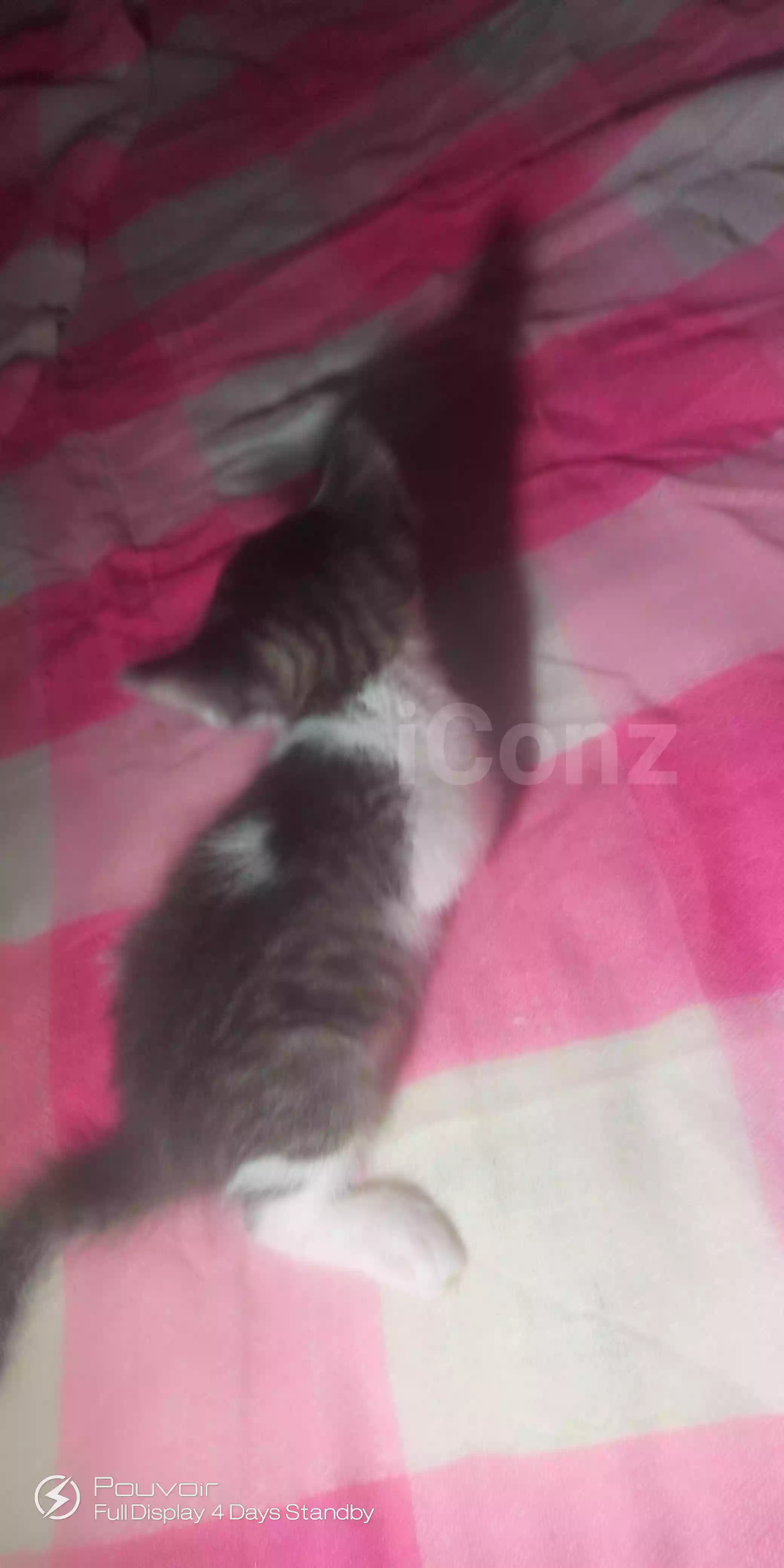 Chaton mâle - Male - Yaounde 2