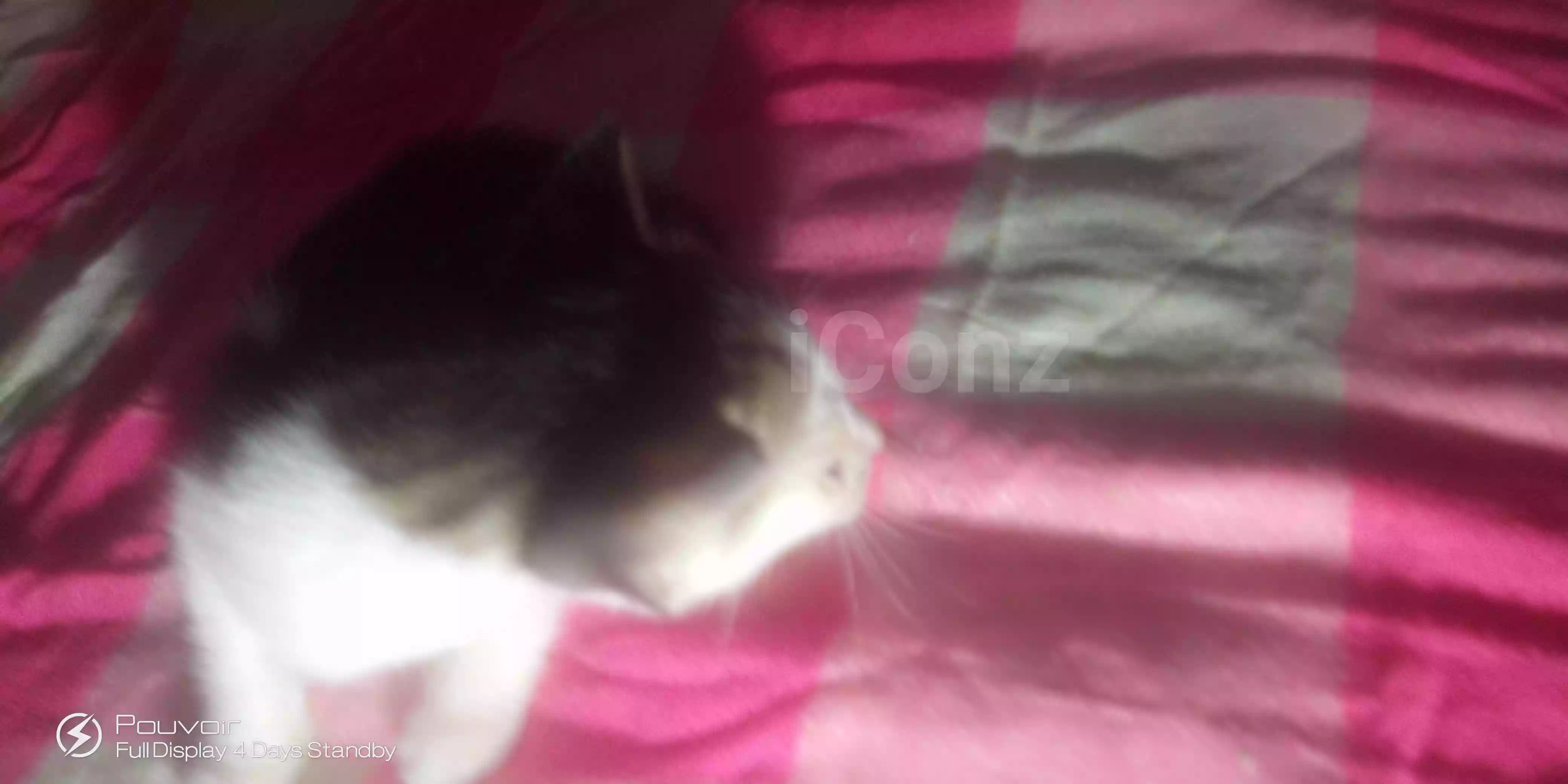 Chaton mâle - Male - Yaounde 3