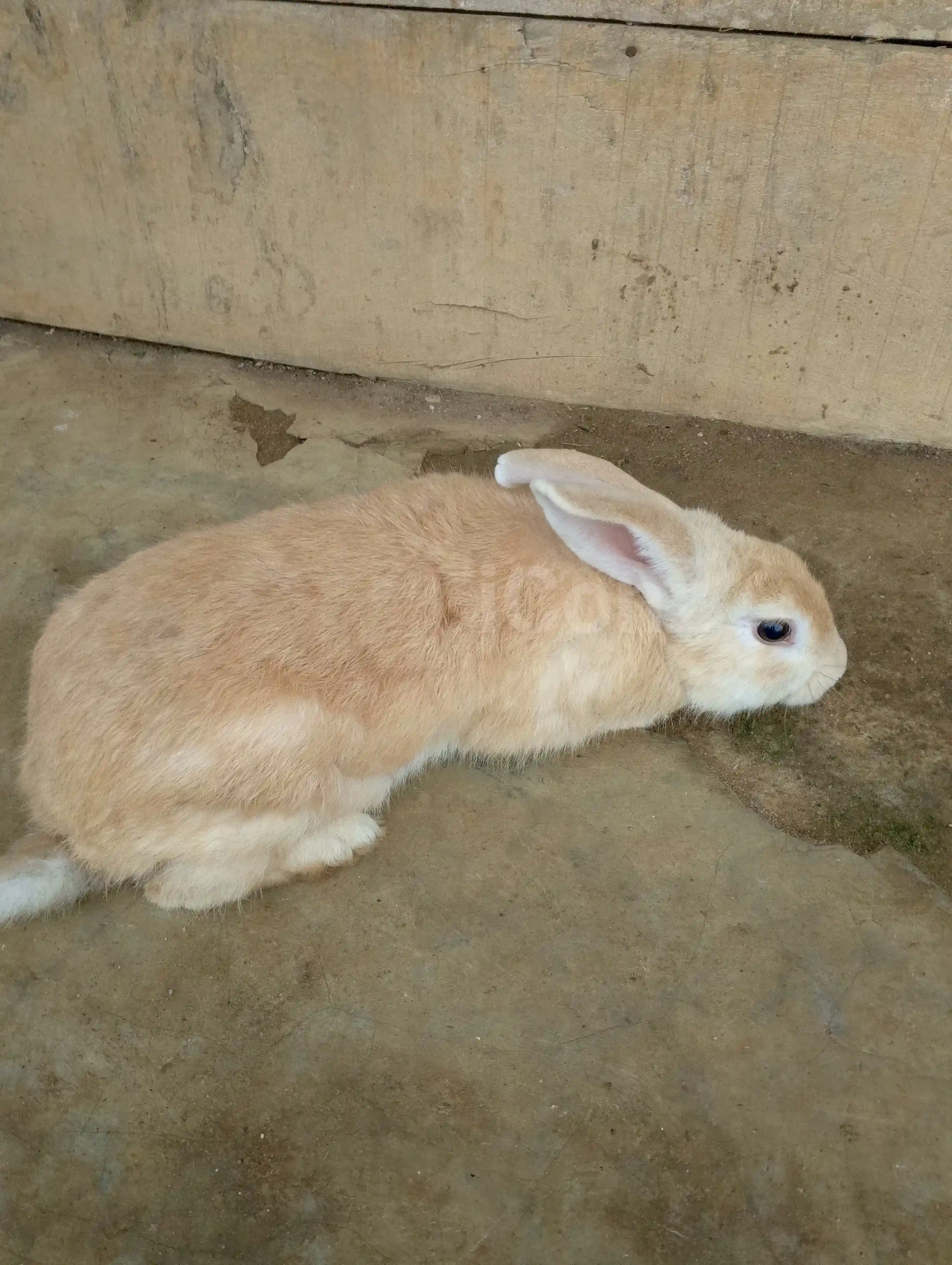 Lapins papillon géant français - Edea 4
