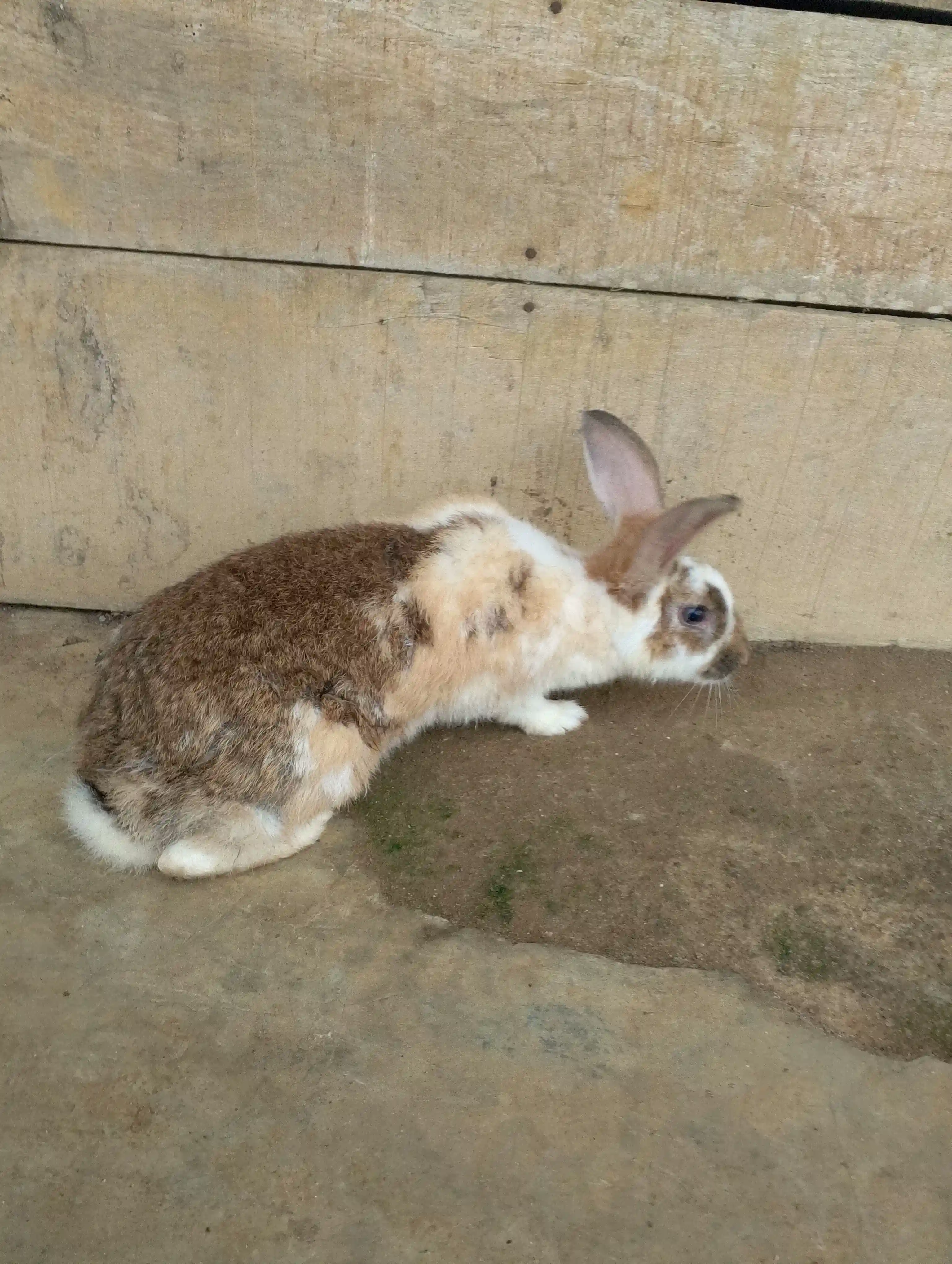 Lapins papillon géant français - Edea