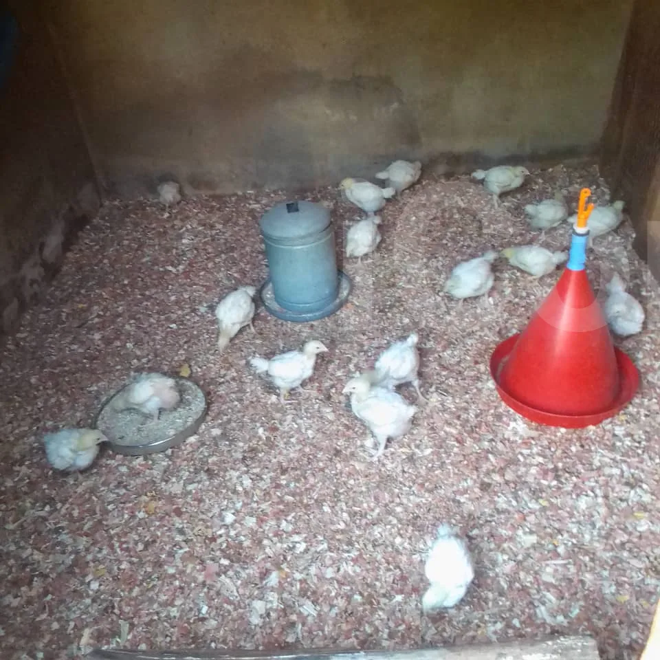 Poulet de Chai 🐔🐔🐔🐔🐔🐔🐔 - Banyo 2