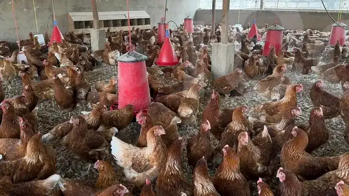 Poulet de Chai 🐔🐔🐔🐔🐔🐔🐔 - Banyo 3