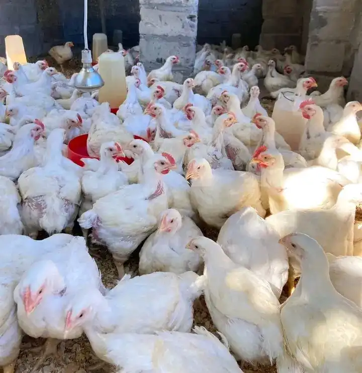 Poulet de Chai 🐔🐔🐔🐔🐔🐔🐔 - Banyo 4