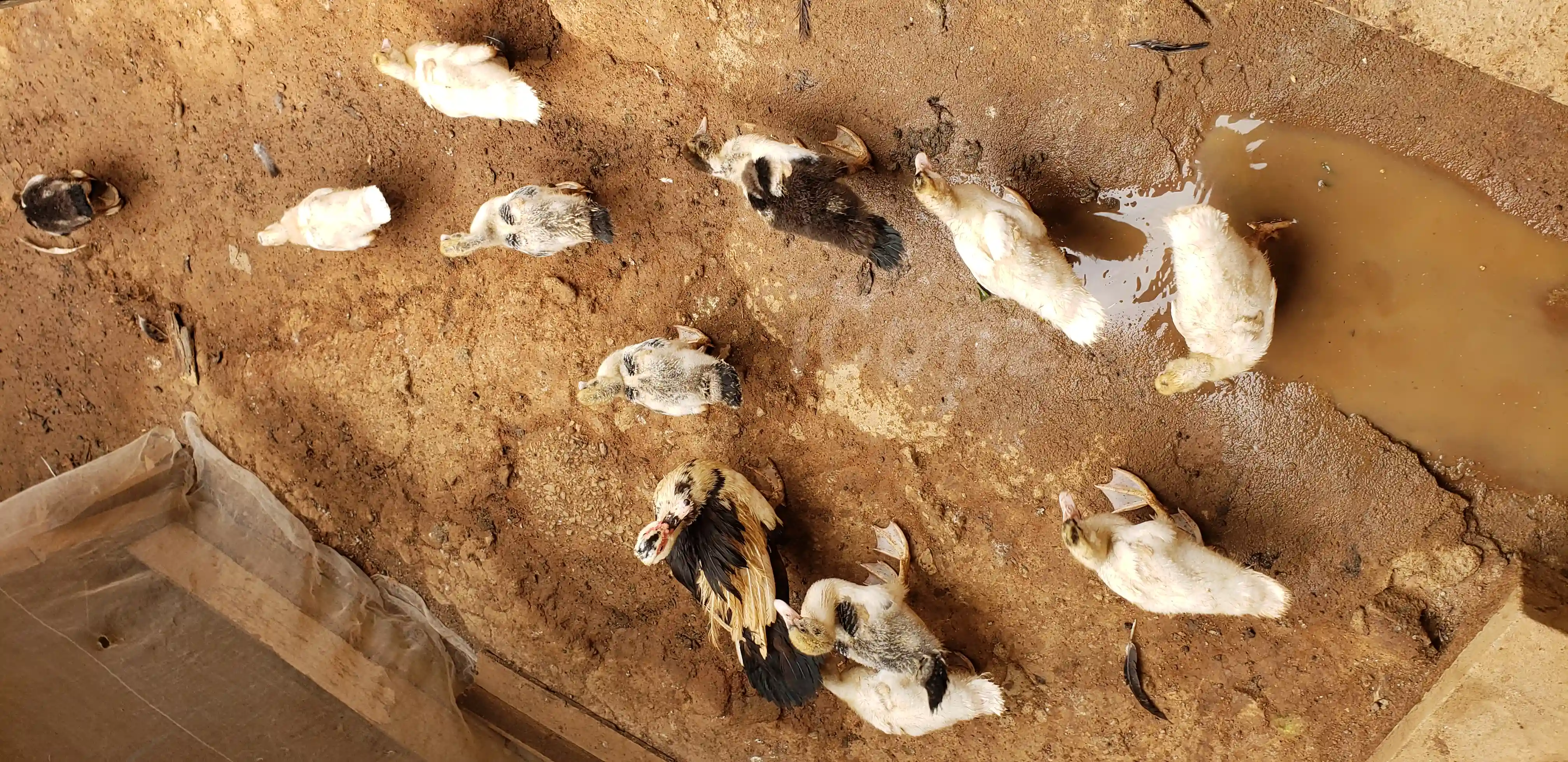 Canetons de barbarie - Yaounde 3