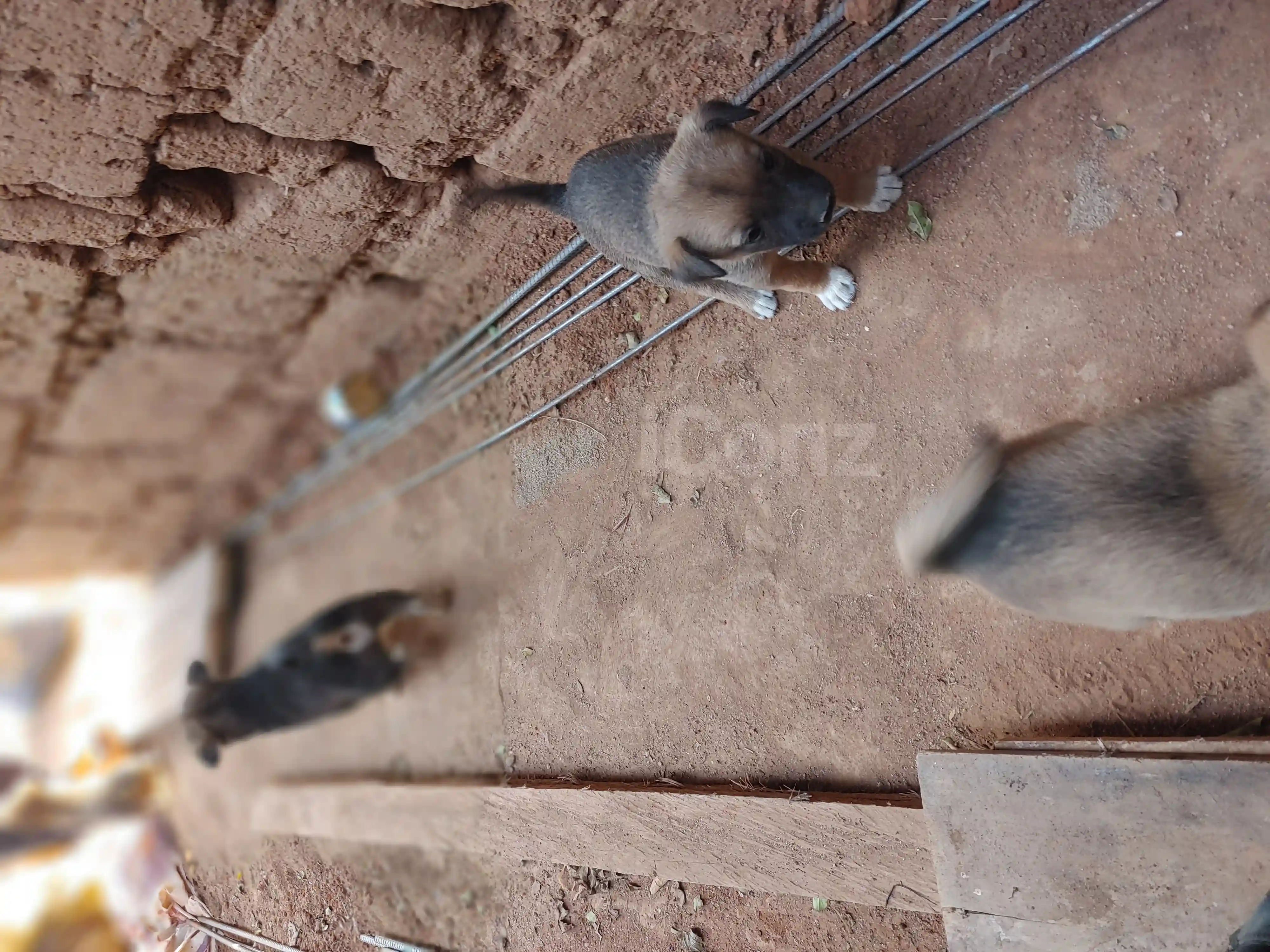 Chiots local de 2mois et demi - Female - Dschang 2