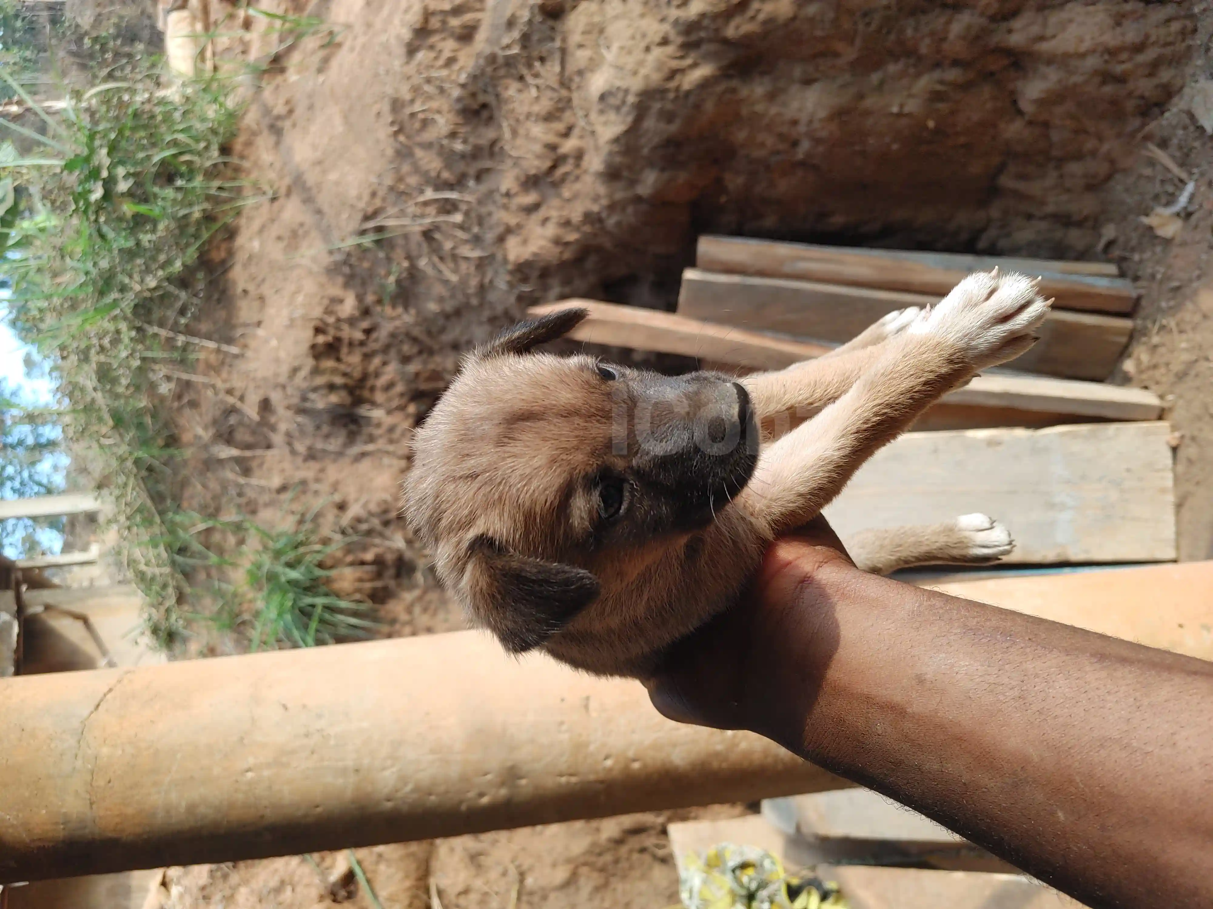 Chiots local de 2mois et demi - Female - Dschang 3