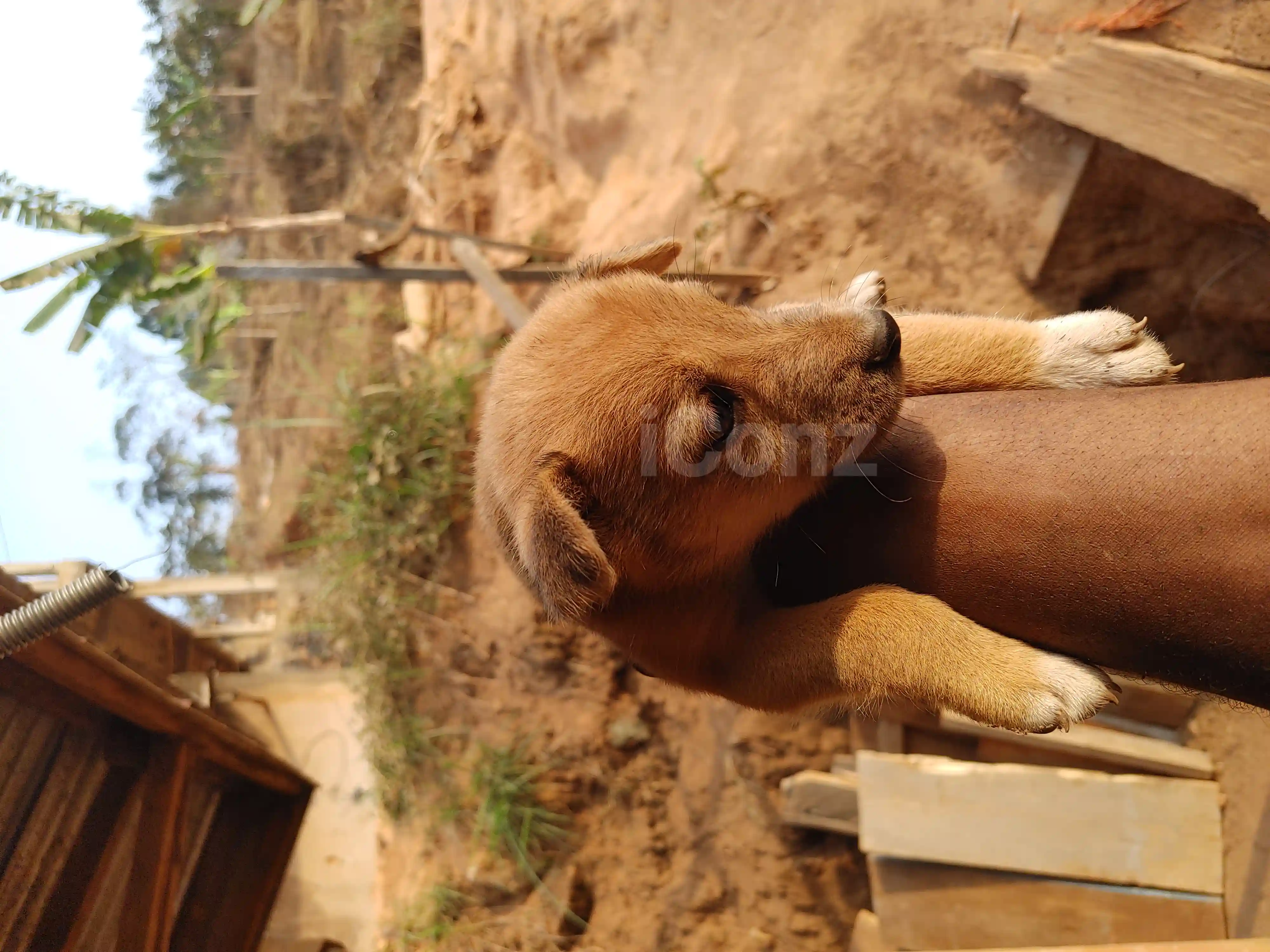 Chiots local de 2mois et demi - Female - Dschang 4