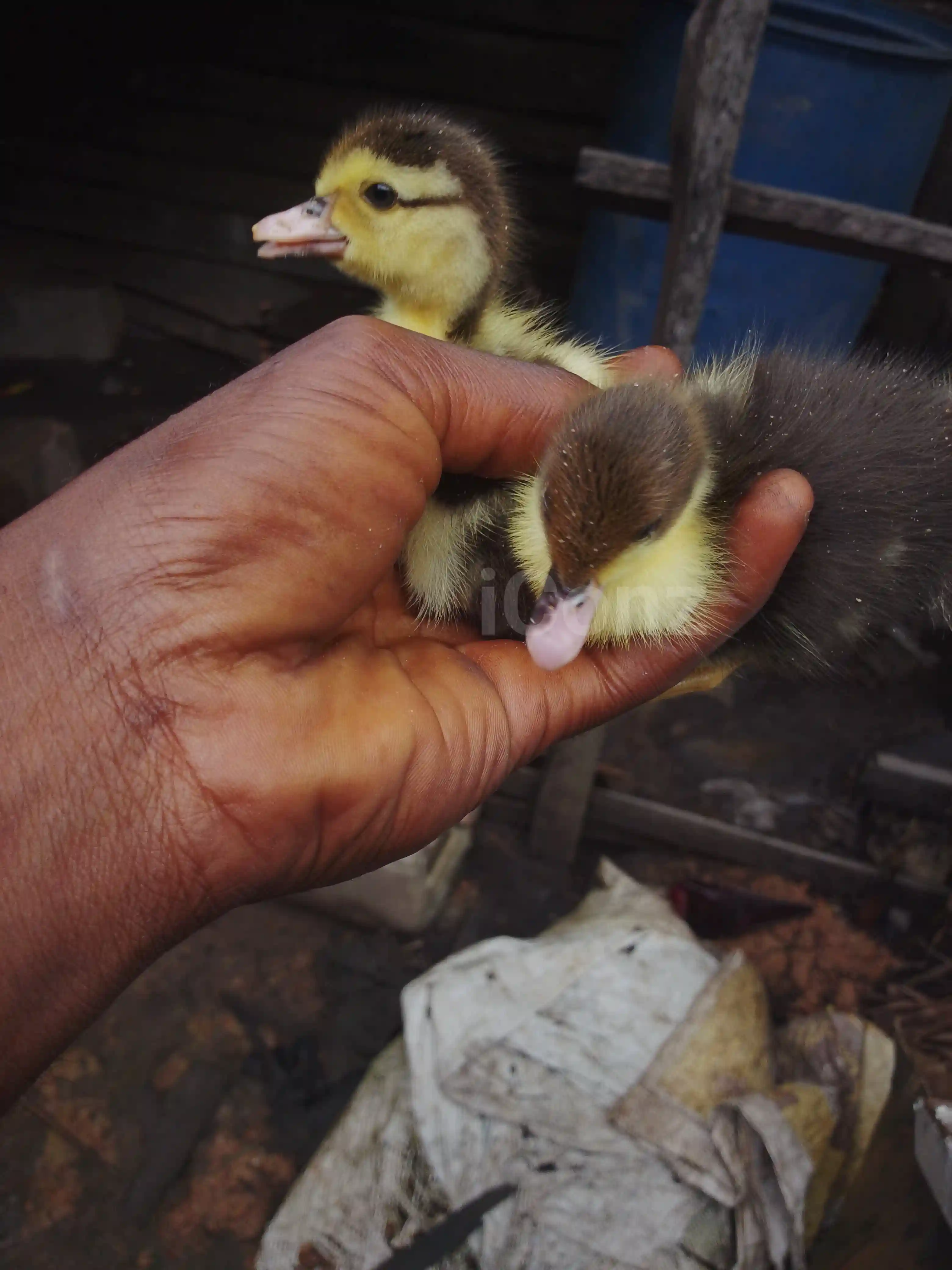 Canard noir - Douala 3