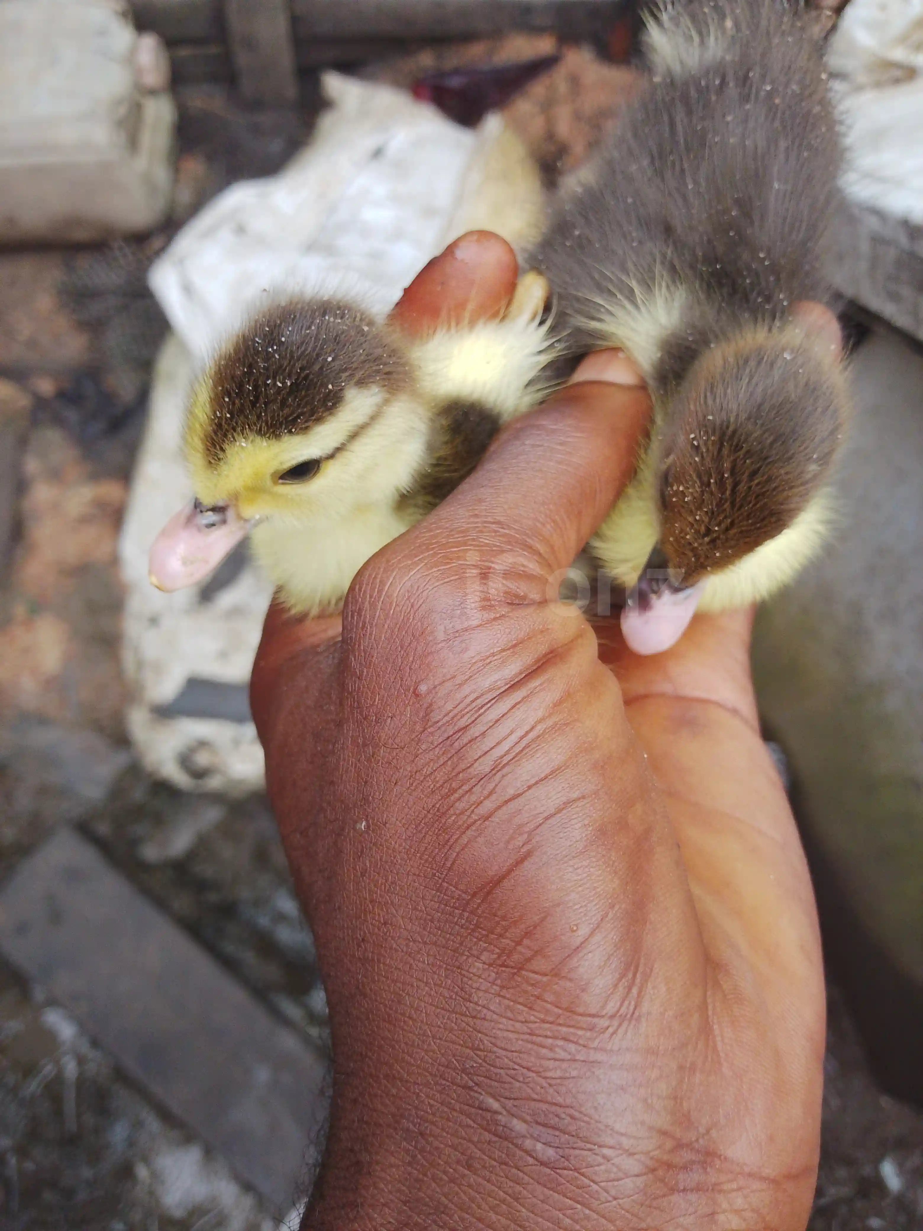 Canard noir - Douala