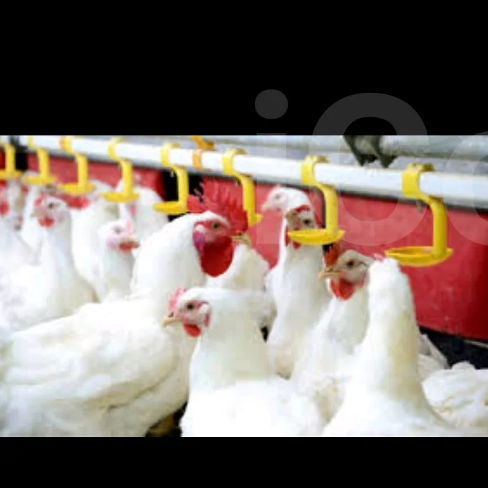 Fowls; Cocks and Hens - Mokolo 2