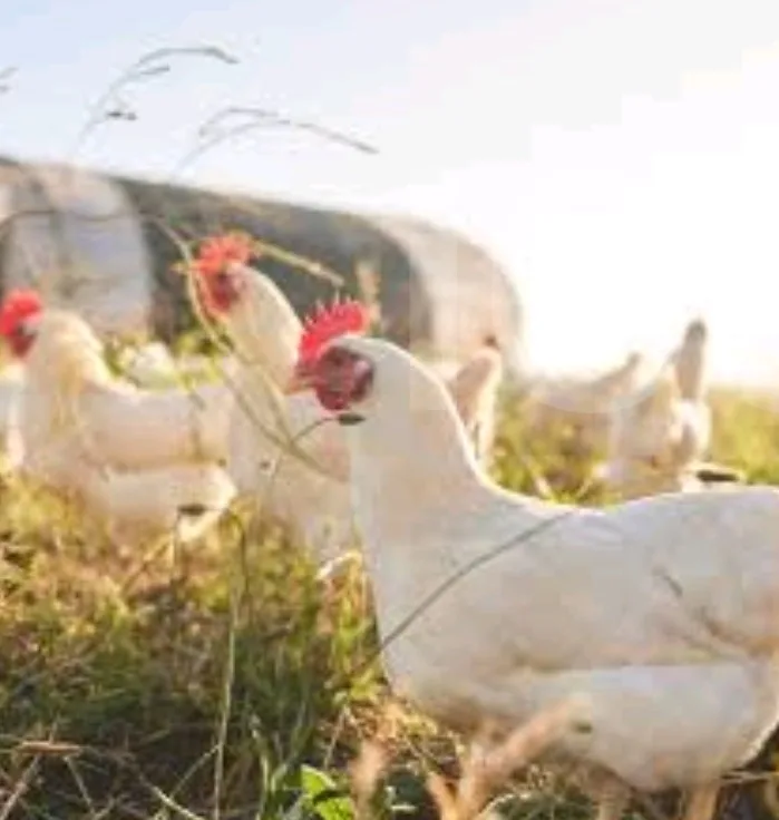 Fowls; Cocks and Hens - Mokolo 3