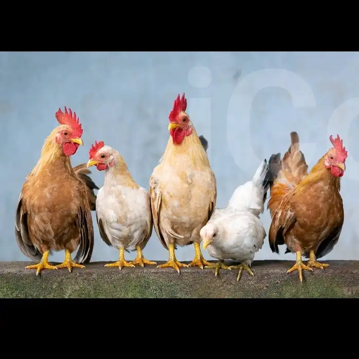 Fowls; Cocks and Hens - Mokolo 4