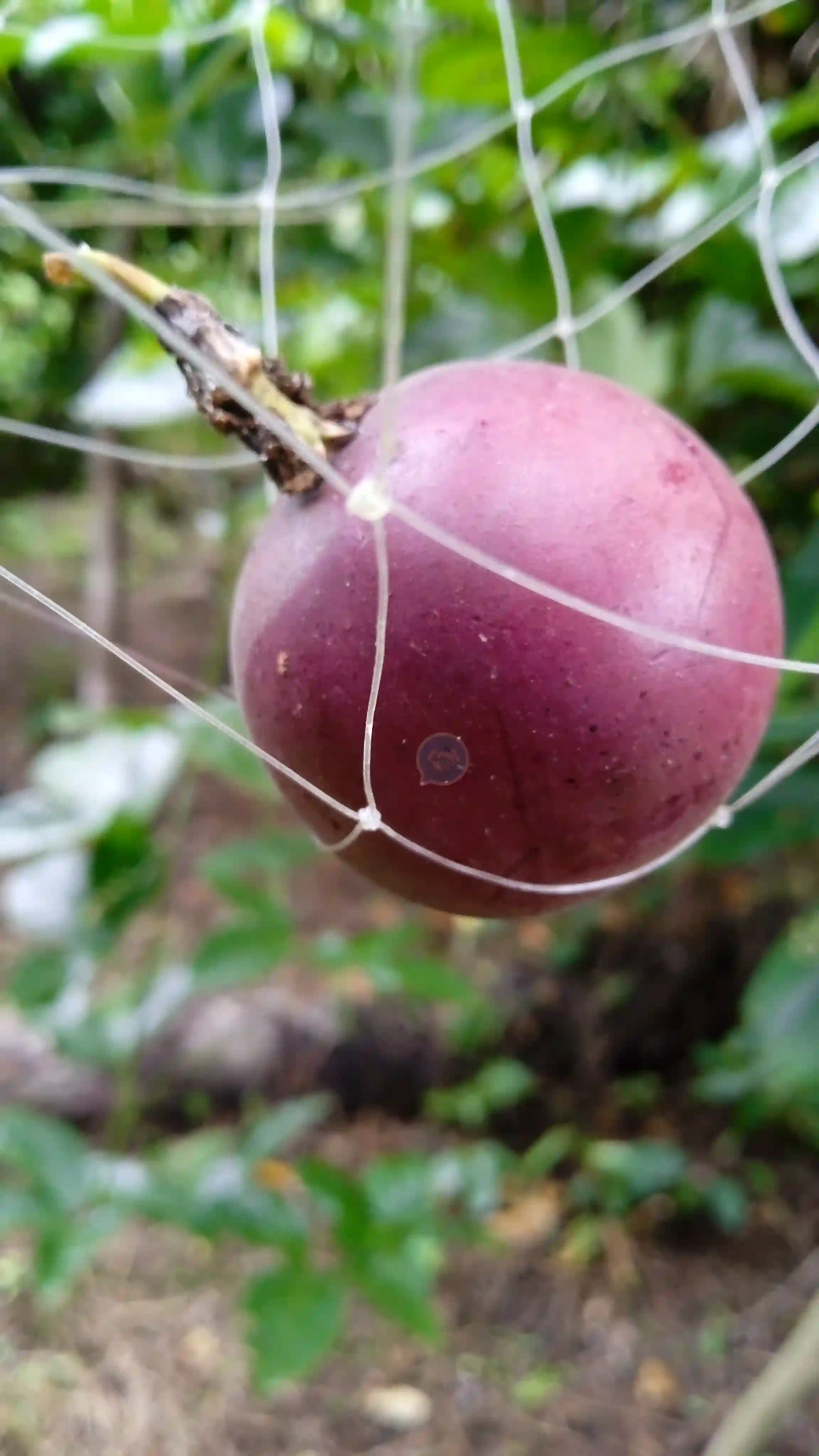 Yellow juicy passion fruit. - Pasion fruit - Yaounde