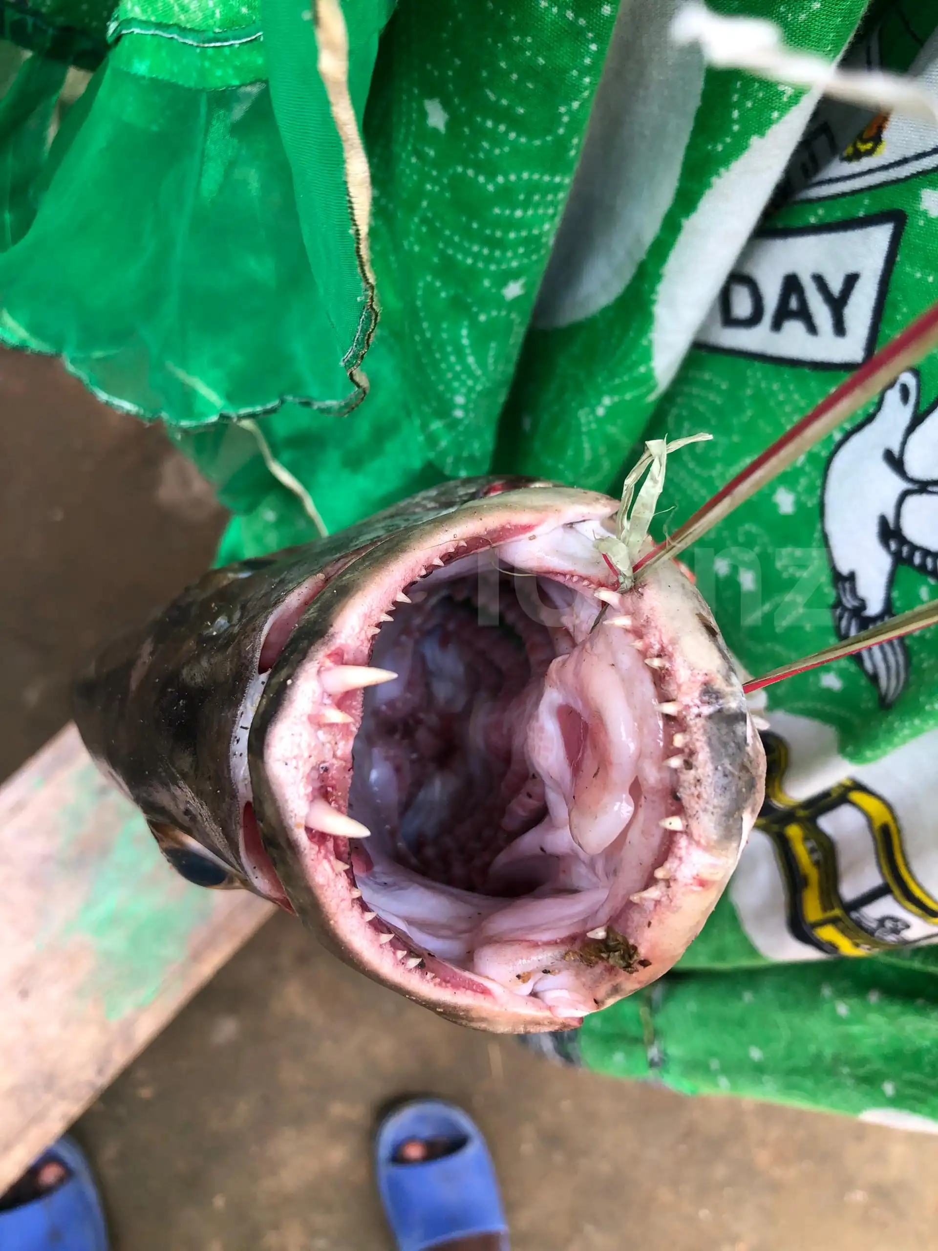 Carpe bien fraîche - Fresh Fish - Douala