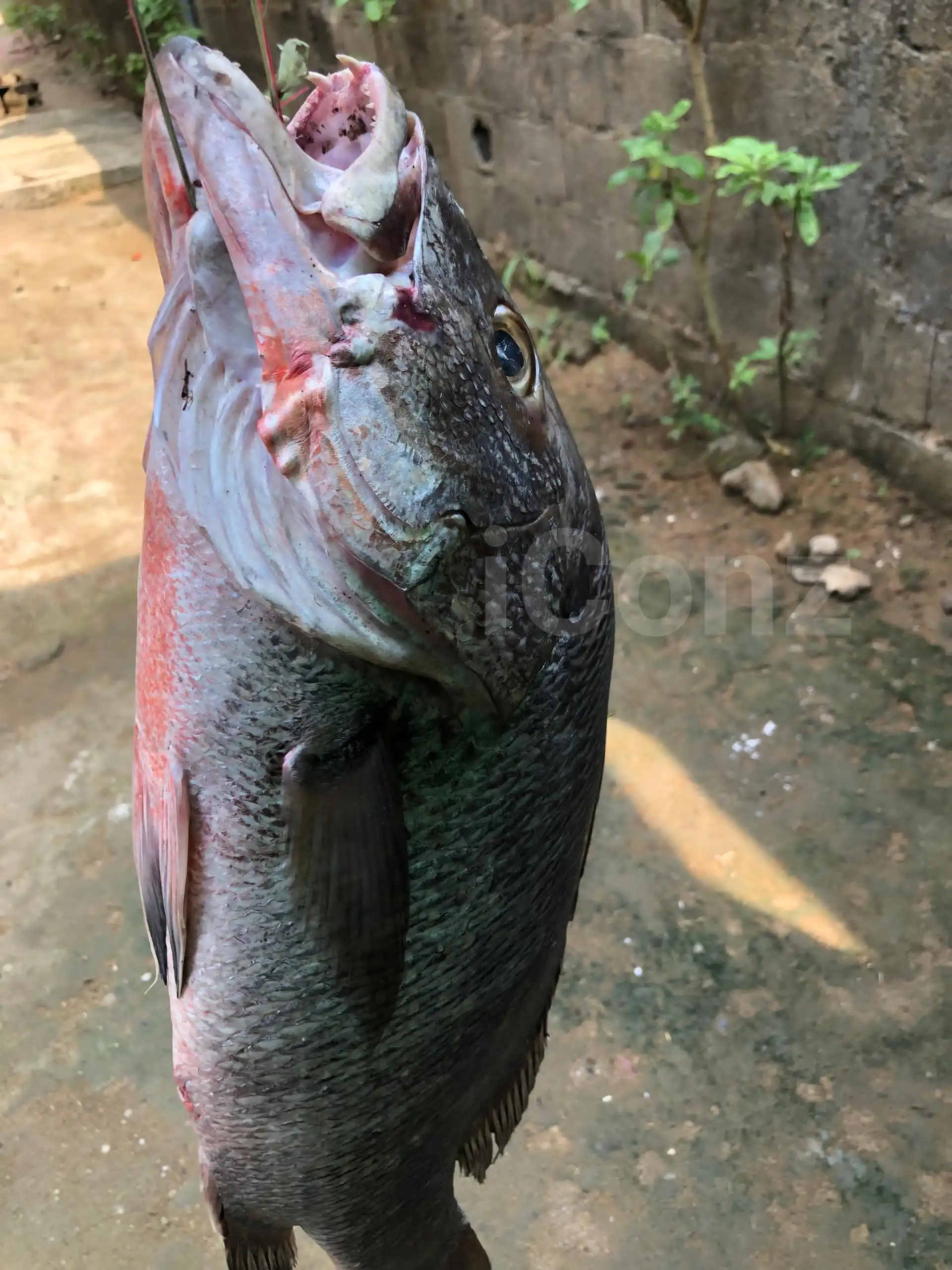 Carpe bien fraîche - Fresh Fish - Douala 3
