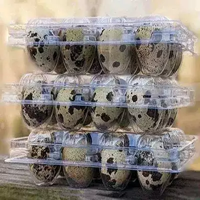 Alvéoles de 30 œufs - Quail Eggs - Yaounde 3