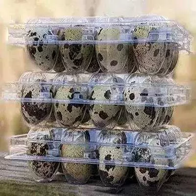 Oeufs de caille en alvéoles - Quail Eggs - Yaounde