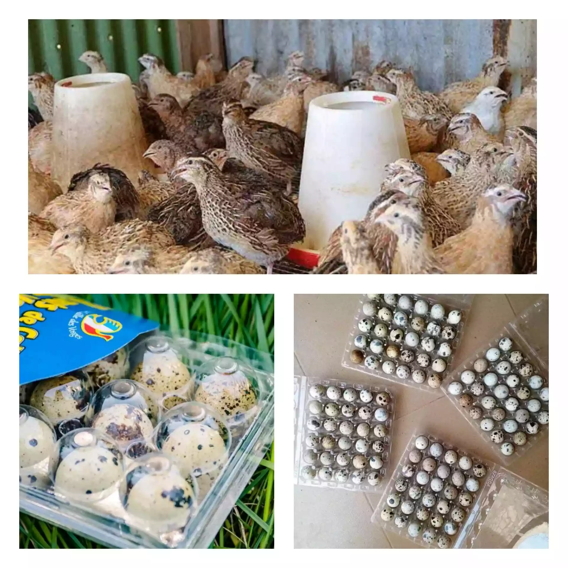 Oeufs de caille en alvéoles - Quail Eggs - Yaounde 4