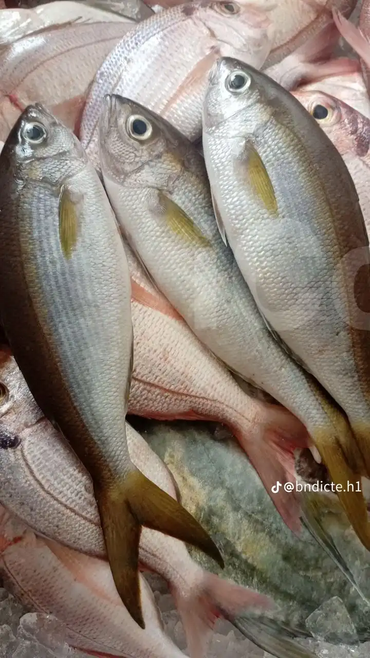 Marquero - Fresh Fish - Douala 3